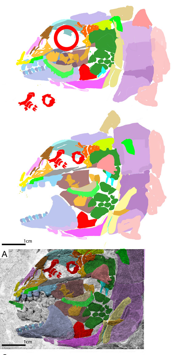Ticinolepis crassidens skull reconstruction