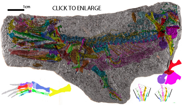 Diplovertebron in situ