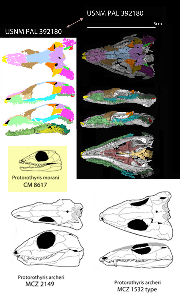 Protorothyris four specimens to scale