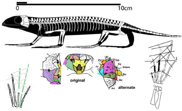 Anthracodromeus