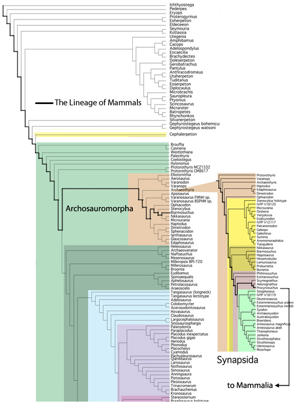 basal archosauromorphs