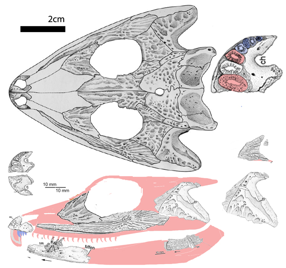 Bystrowiella skull