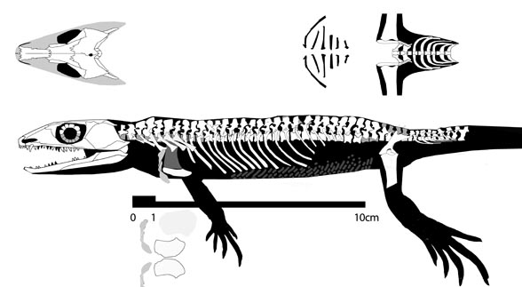 Coelostegus