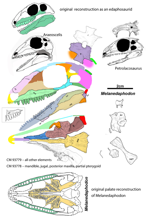 Melanedaphodon 