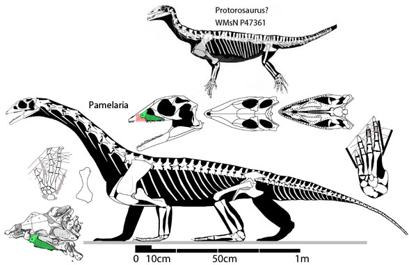 Pamelaria