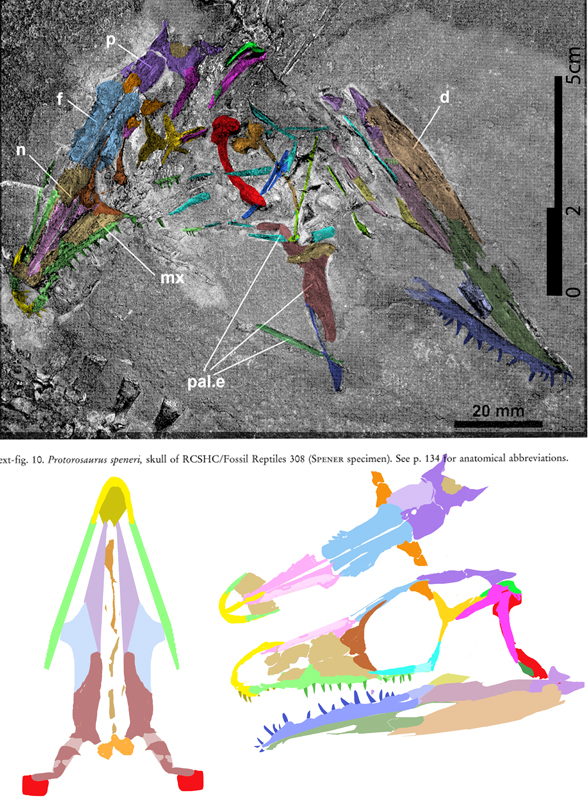 Protorosaurus holotype_RCSHC_