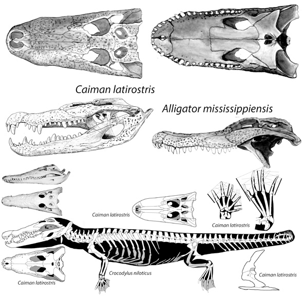 Crocodylus_Caiman_Alligator