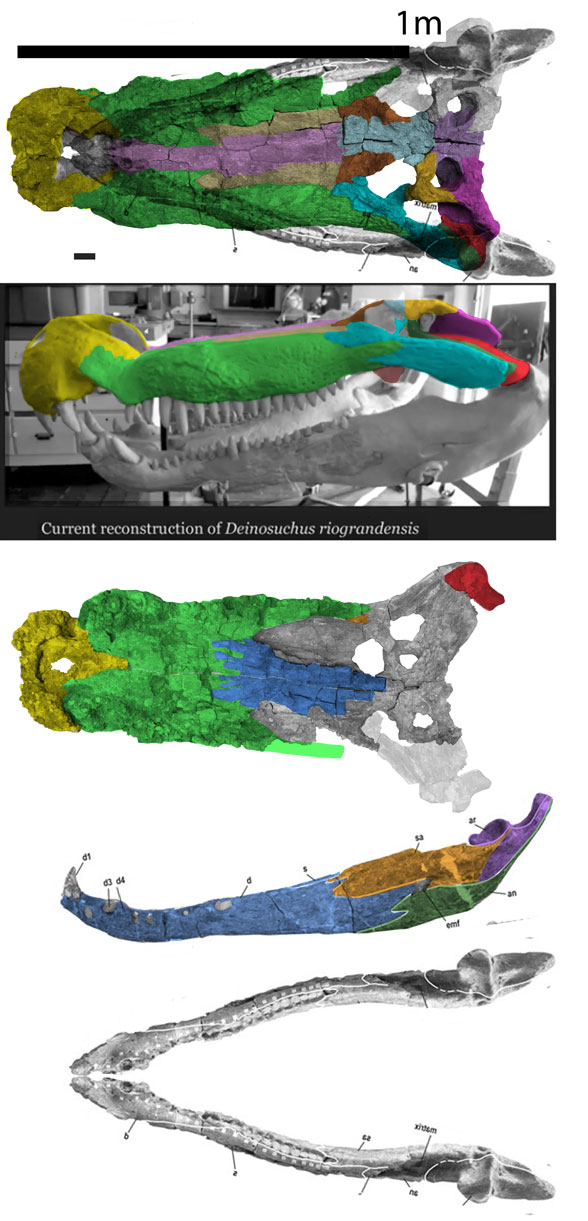 Deinosuchus riograndensis