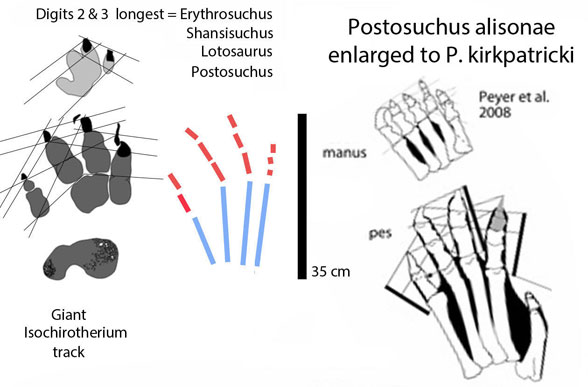 Giant Isochirotherium tracks