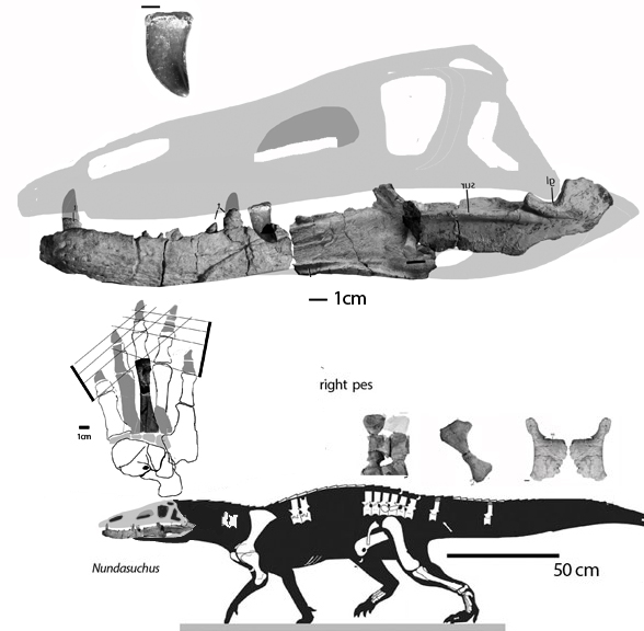 Nundasuchus