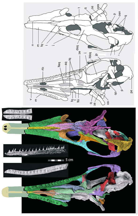 Tchoiria