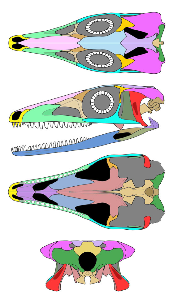 Terrestrisuchus skull 2024