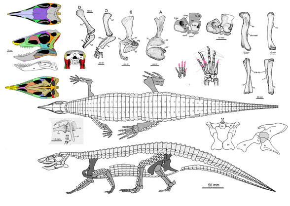 Resultado de imagen de Aetosaurus