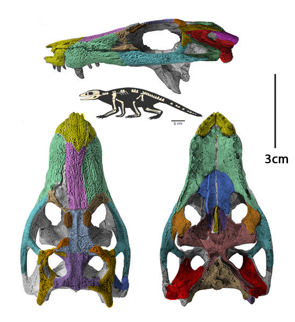 Araripesuchus