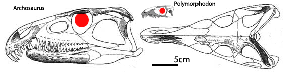 Archosaurus