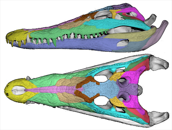 crocodile skull