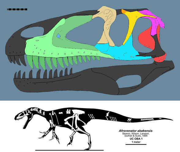 Afrovenator