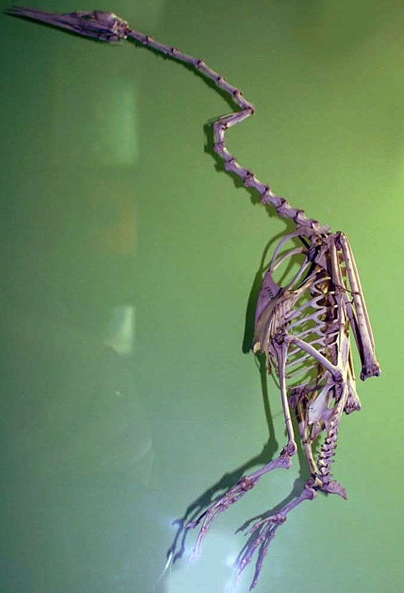 Anhinga anhinga skeleton