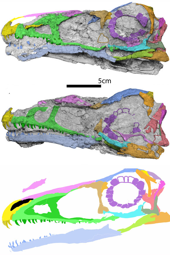 Aorun skull insitu