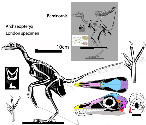 Archaeopteryx London specimen