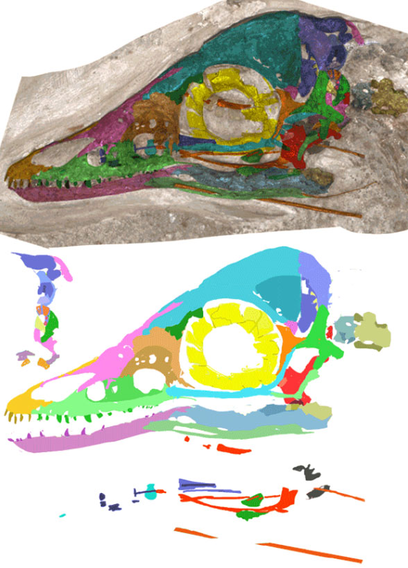 Archaeopteryx siemensii Berlin specimen skull