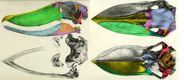 Balaeniceps skull