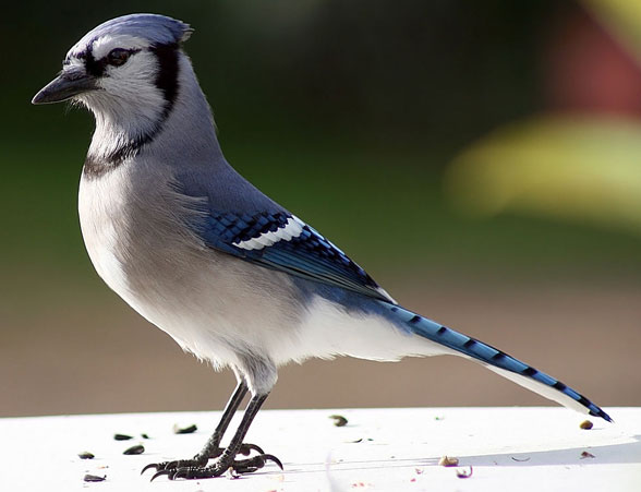 Blue Jay Cyanocritta