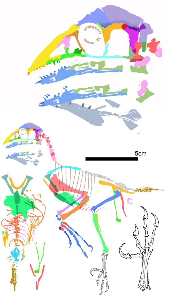 Changchengornis reconstructed