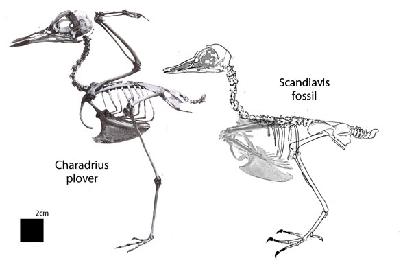 Scandiavis and Charadrius