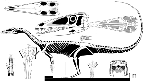 Coelophysis