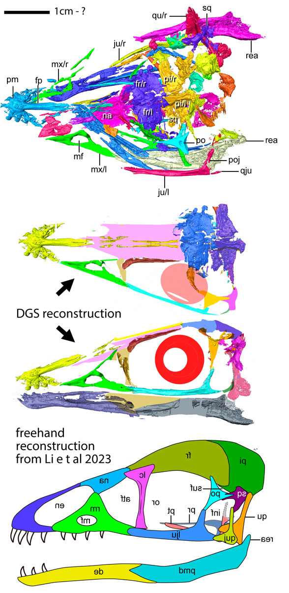 Cratonavis skull