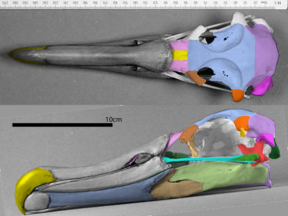 Diomedea skull