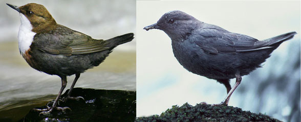 Dippers Cinclus