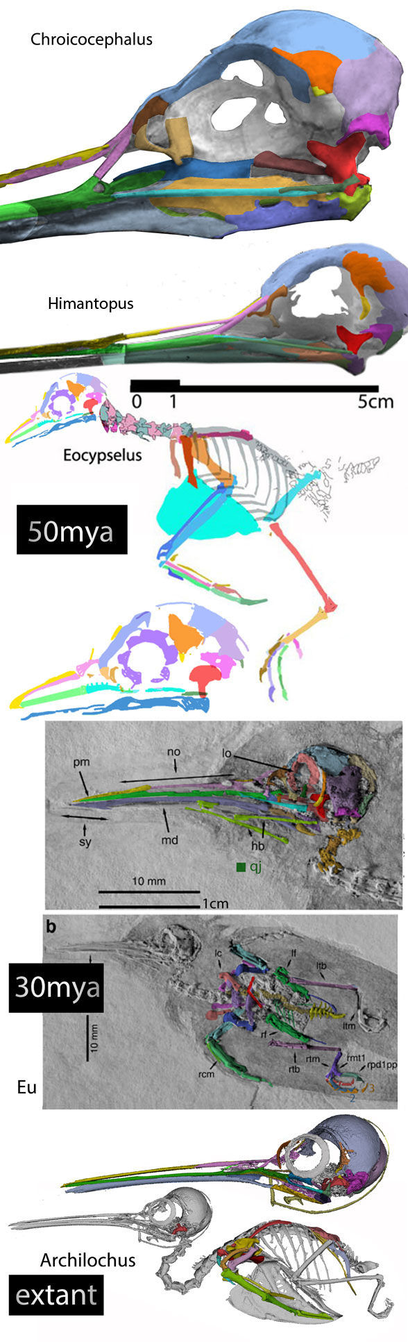 Himantropus hummingbird evolution