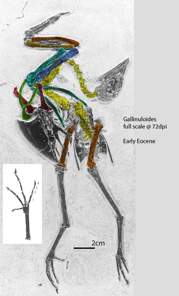 Gallinuloides insitu