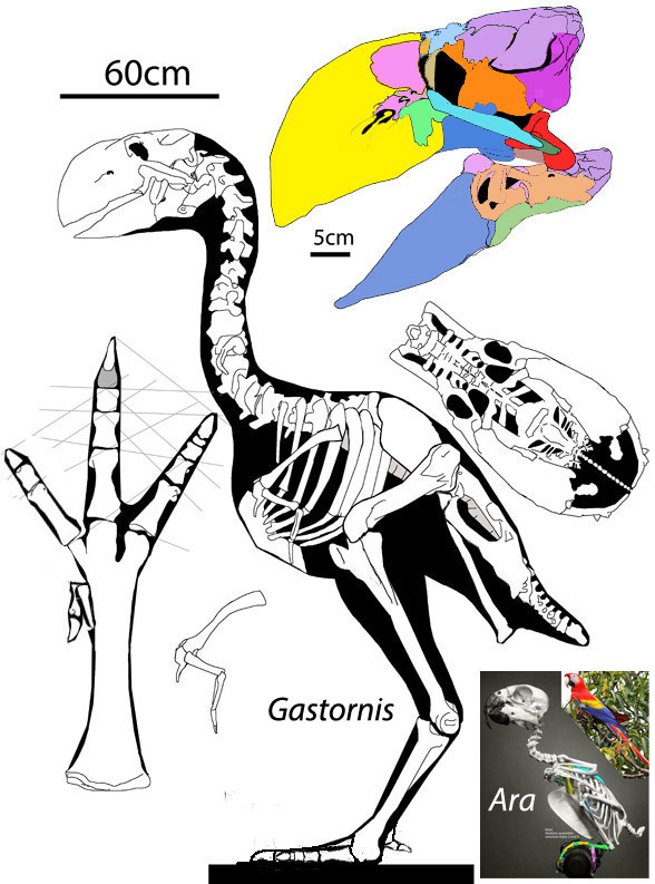 Gastornis