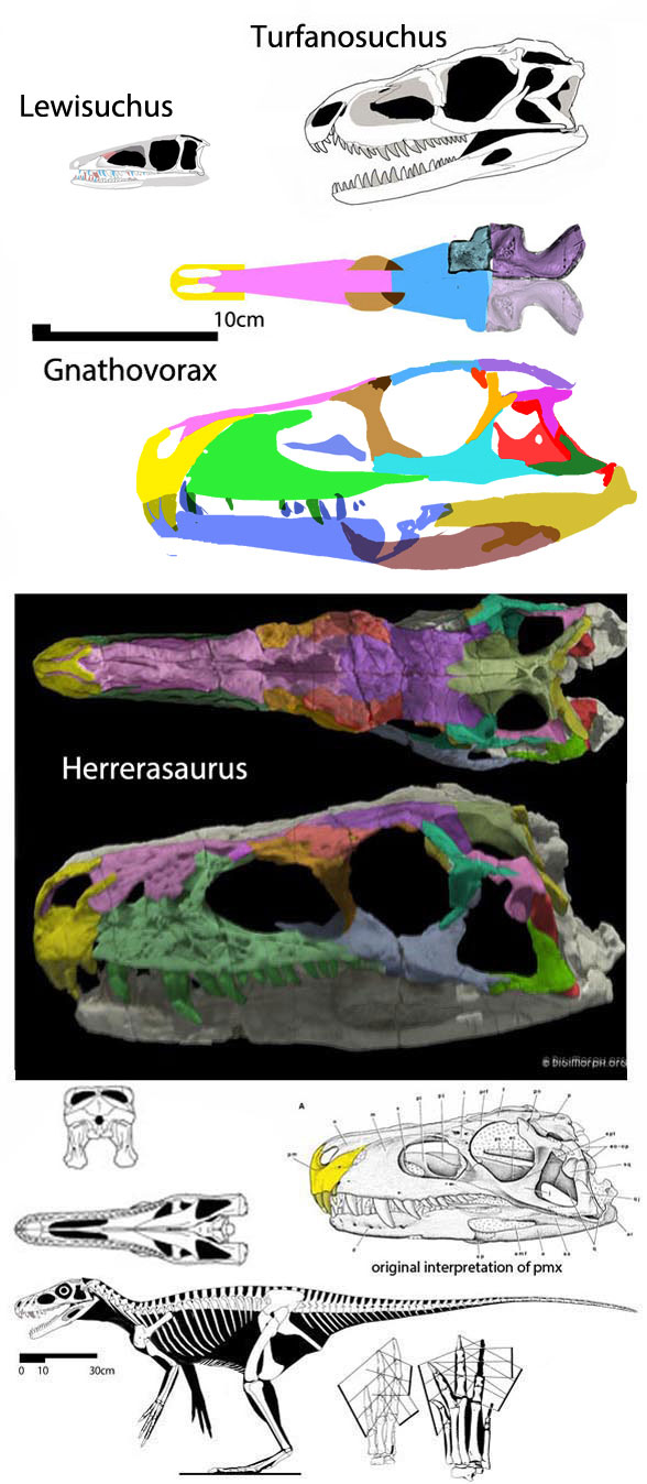 Gnathovorax compared