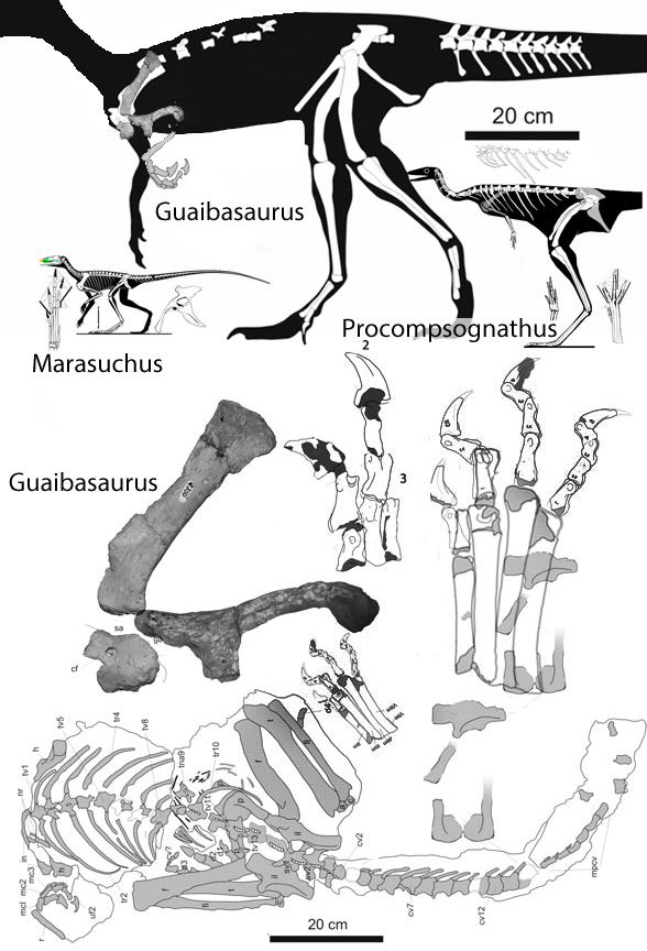 Marasuchus Guaibasaurus And Agnosphitys Marasuchus Guaibasaurus And Agnosphitys