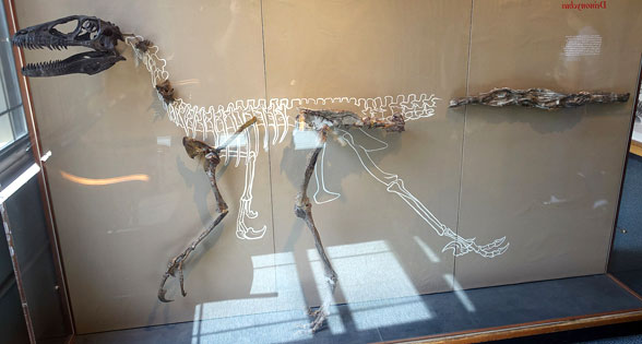 Harvard Deinonychus