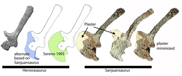 Herrerasaurus coracoid compared to Sanjuansaurus