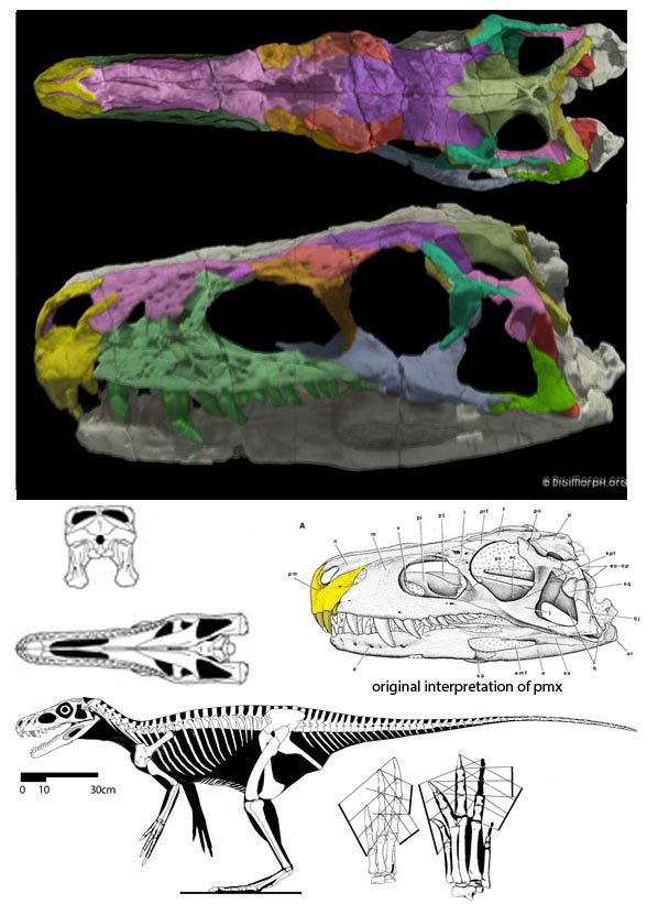 Herrerrasaurus