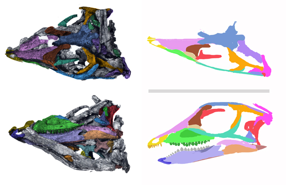 Lesothosaurus skull