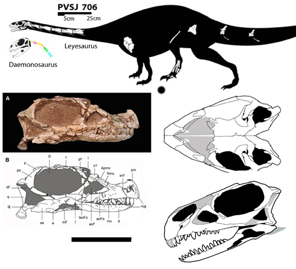 Leyesaurus