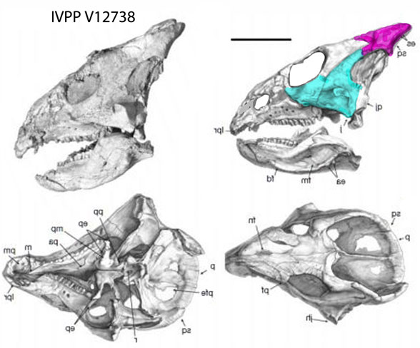 Liaoceratops skull