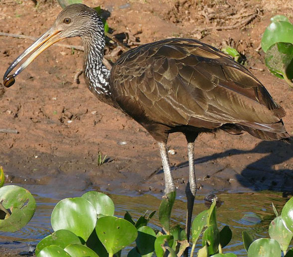 limpkin in vivo