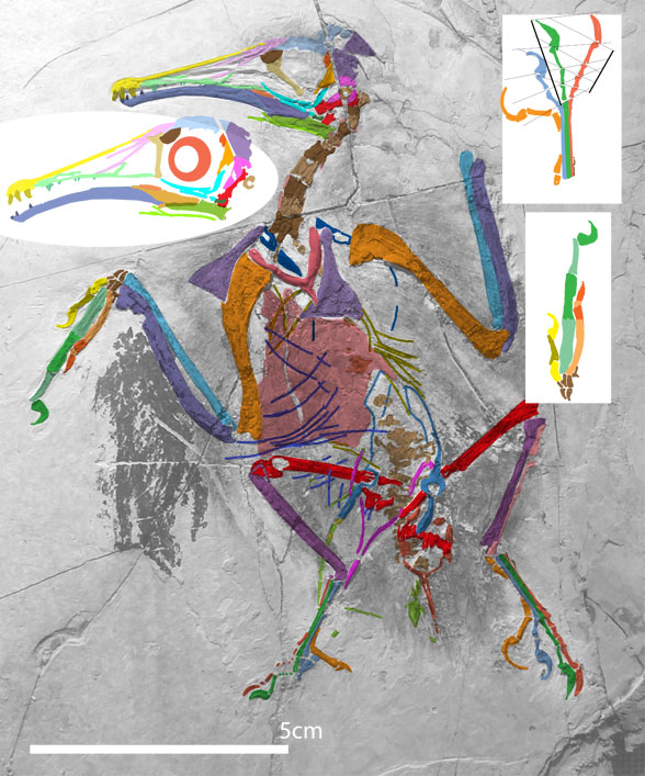 Longipteryx insitu