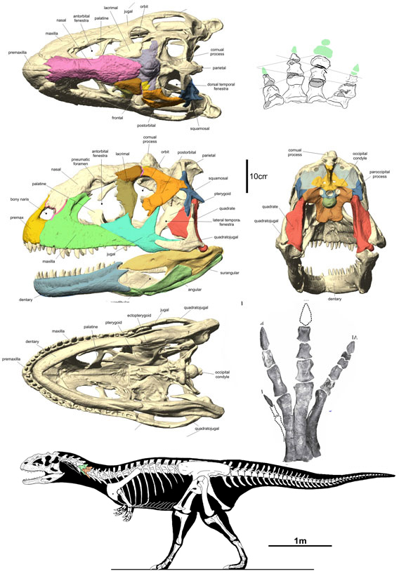 Majungasaurus