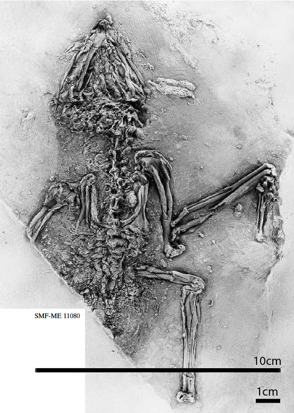 Messelastur ventral insitu