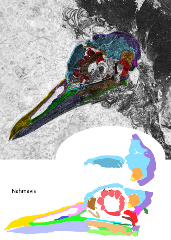 Nahmavis skull