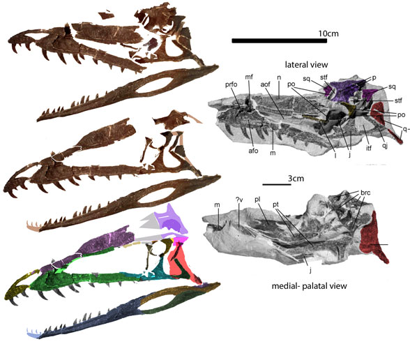 Notatesseraeraptor skull